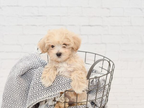 Teddy Bear-DOG-Female-Cream-34846-Petland Novi, Michigan