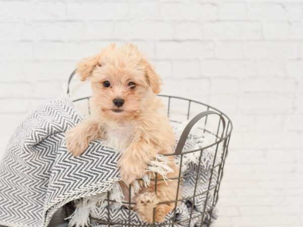 Yorkie Chon DOG Female BEIGE 34848 Petland Novi, Michigan