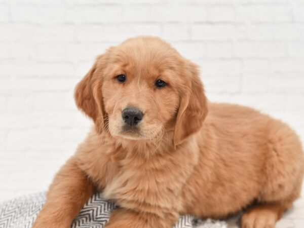 Golden Retriever-DOG-Male-Golden-34849-Petland Novi, Michigan