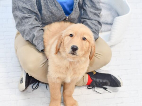 Golden Retriever-DOG-Male-Golden-34850-Petland Novi, Michigan