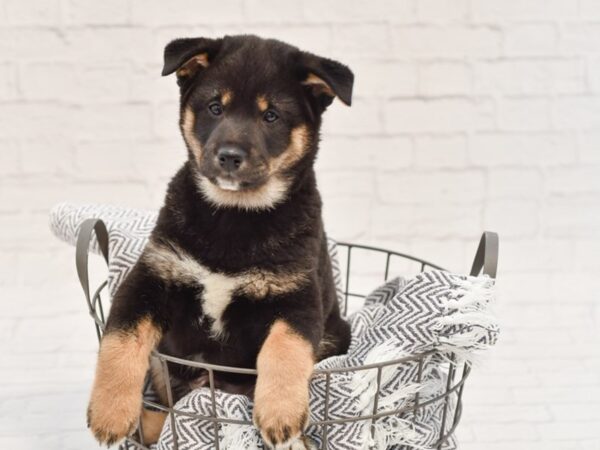 Shiba Inu DOG Male Black & Tan 34851 Petland Novi, Michigan