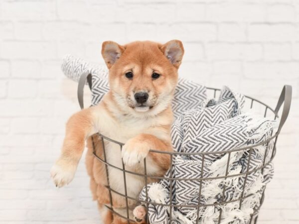 Shiba Inu-DOG-Female-Red Seseme-34852-Petland Novi, Michigan