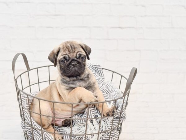 Pug-DOG-Male-Fawn w/Blk Mask-34853-Petland Novi, Michigan