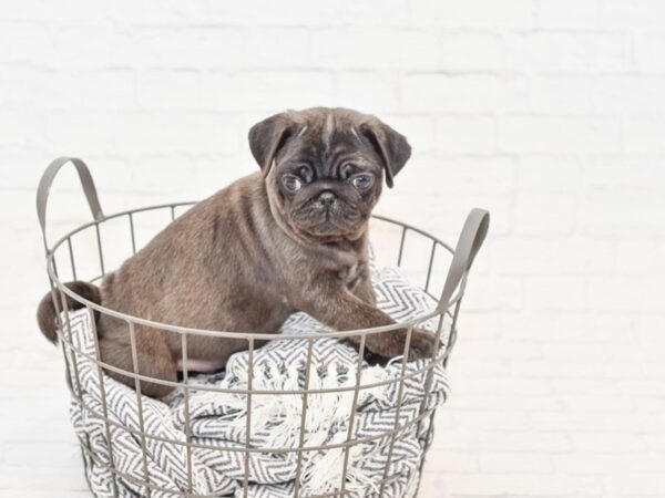 Pug DOG Male Blue 34854 Petland Novi, Michigan