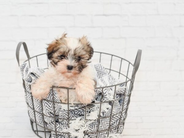 Shih Poo-DOG-Female-Gold & White-34855-Petland Novi, Michigan