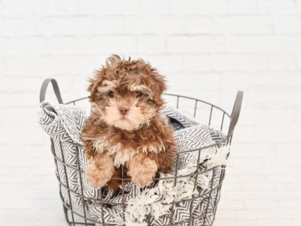 Hava Poo-DOG-Female-Chocolate & Tan-34856-Petland Novi, Michigan