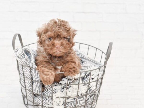 Hava Poo-DOG-Male-Chocolate-34857-Petland Novi, Michigan