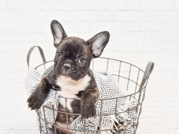 French Bulldog-DOG-Female-Black Brindle-34858-Petland Novi, Michigan