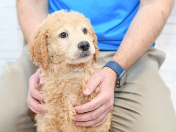 Goldendoodle DOG Male Apricot 34859 Petland Novi, Michigan