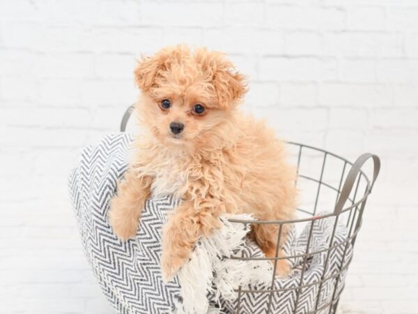 Pompoo-DOG-Male-Cream-34861-Petland Novi, Michigan