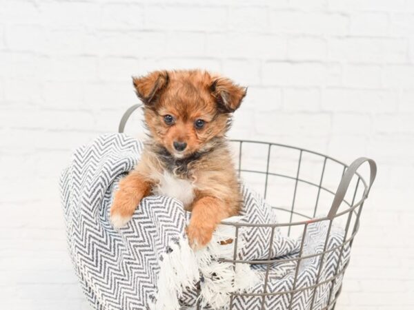 Pompoo DOG Male Brindle / White 34862 Petland Novi, Michigan