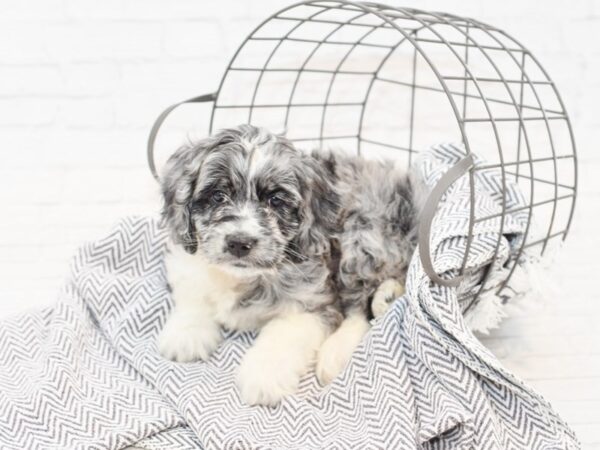 Cockadoodle DOG Male blue merle 34863 Petland Novi, Michigan