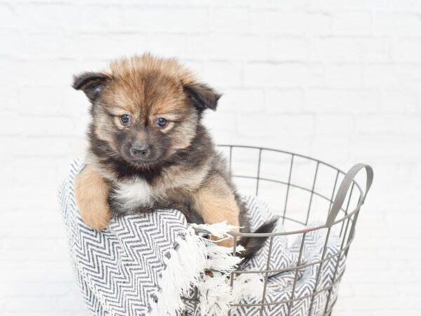 Pomeranian-DOG-Male-BLK-34864-Petland Novi, Michigan