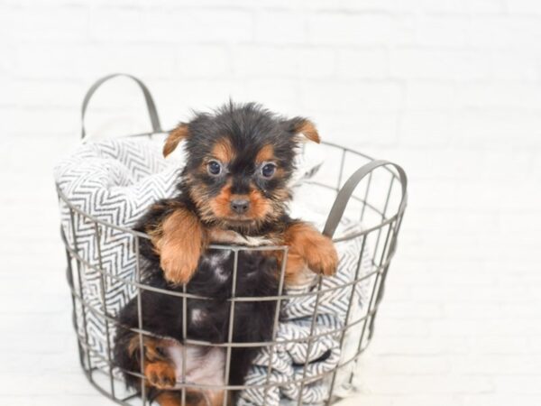 Yorkshire Terrier-DOG-Female-BLK TAN-34865-Petland Novi, Michigan