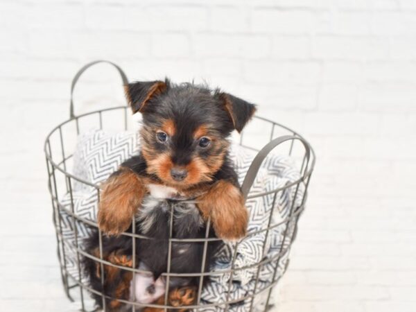 Yorkshire Terrier-DOG-Male-BLK TAN-34866-Petland Novi, Michigan