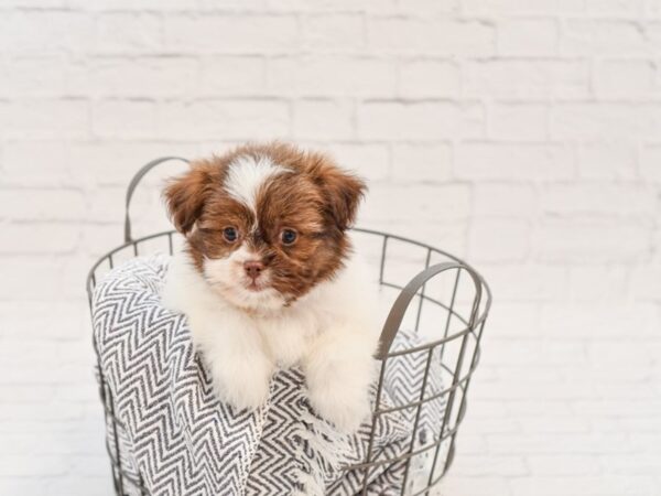 Shih Tzu-DOG-Male-choc wh-34867-Petland Novi, Michigan