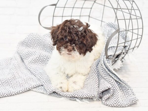 Shih Poo-DOG-Male-CHOC wh-34868-Petland Novi, Michigan