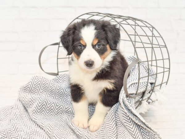 Miniature Australian Shepherd-DOG-Male-Blk tri-34869-Petland Novi, Michigan