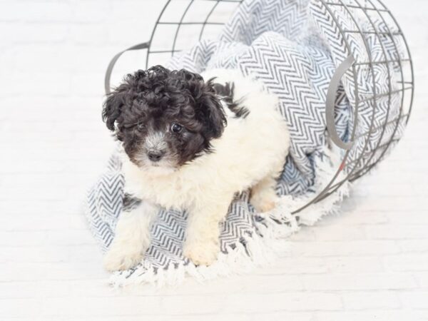 Maltipoo DOG Male Black & White 34870 Petland Novi, Michigan