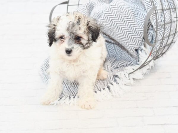 Maltipoo DOG Female Tri 34871 Petland Novi, Michigan