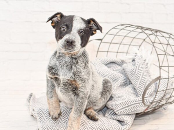 Blue Heeler DOG Female Blue Merle 34872 Petland Novi, Michigan