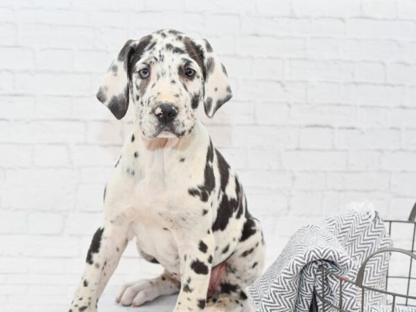 Great Dane DOG Female Blue Merle 34873 Petland Novi, Michigan