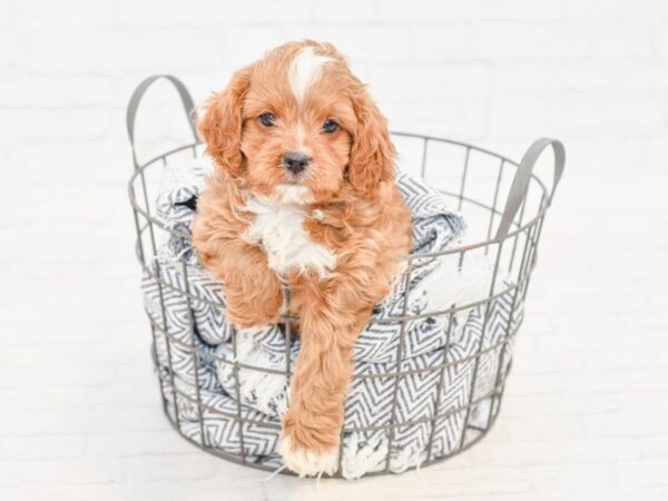 Cavapoo-DOG-Male-Ruby-34874-Petland Novi, Michigan