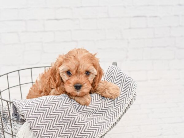 Cavapoo-DOG-Female-Ruby-34875-Petland Novi, Michigan