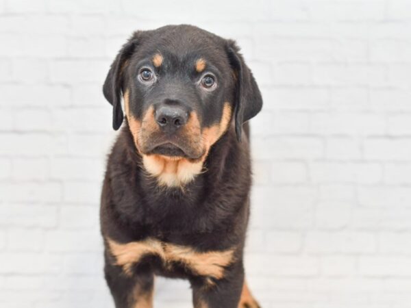 Rottweiler DOG Male Black & Tan 34876 Petland Novi, Michigan