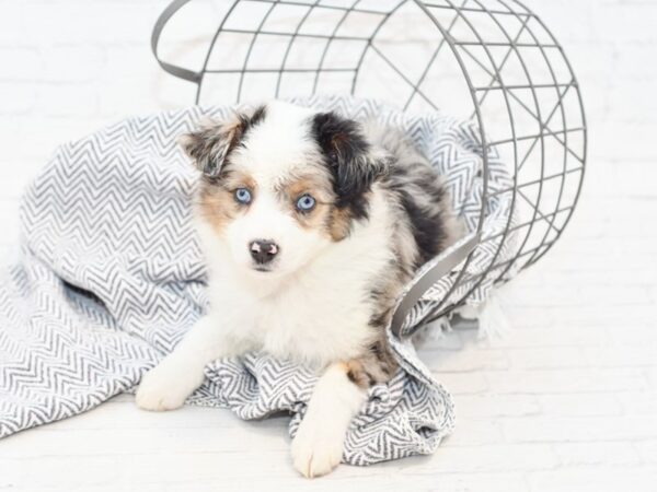 Mini Aussie-DOG-Female-Blue Merle-34877-Petland Novi, Michigan