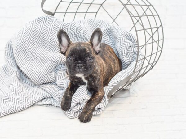 French Bulldog-DOG-Female--34878-Petland Novi, Michigan