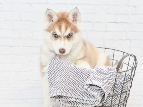 Siberian Husky-DOG-Female-Red & White-34879-Petland Novi, Michigan