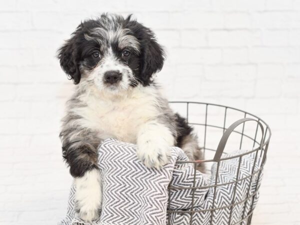 Bernedoodle DOG Female Blue Merle 34880 Petland Novi, Michigan