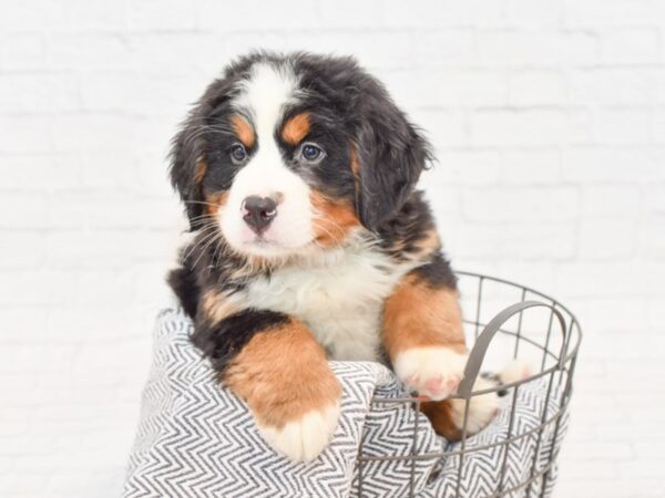 Bernese Mountain Dog DOG Male Tri 34881 Petland Novi, Michigan