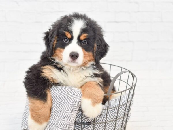 Bernese Mountain Dog DOG Female Tri 34882 Petland Novi, Michigan