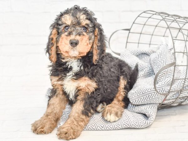 Bernedoodle 2nd Gen DOG Male Tri 34883 Petland Novi, Michigan