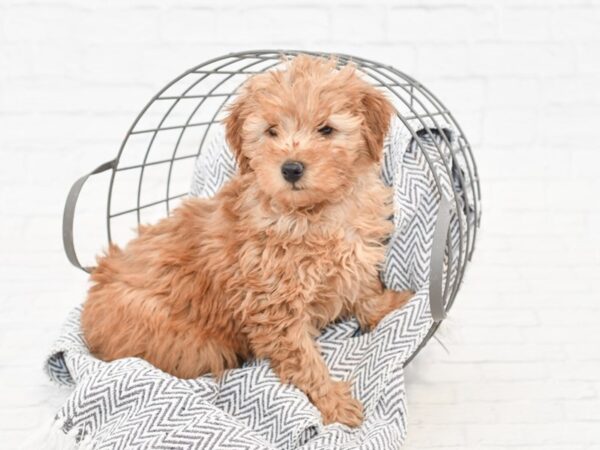 Mini Goldendoodle-DOG-Male-Apricot-34884-Petland Novi, Michigan