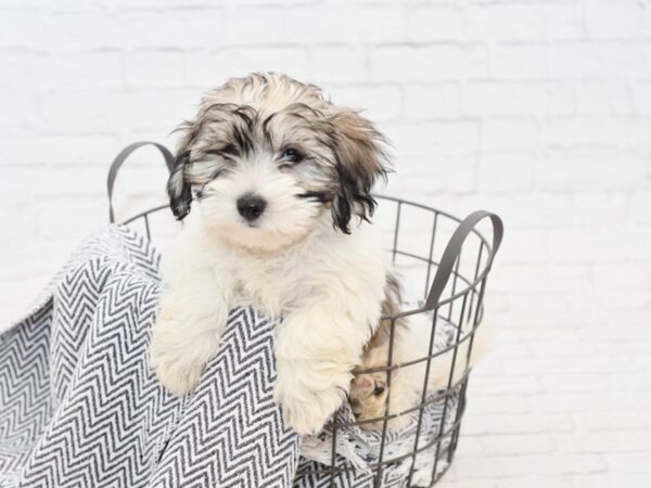 Coton De Tulear-DOG-Male-Brindle & White-34885-Petland Novi, Michigan