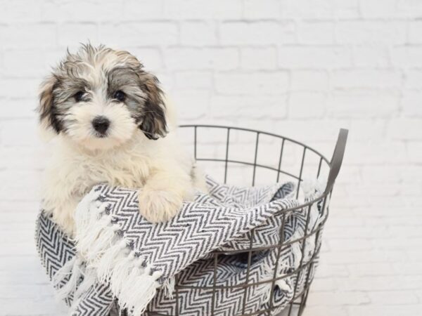 Coton De Tulear-DOG-Female-Brindle & White-34886-Petland Novi, Michigan