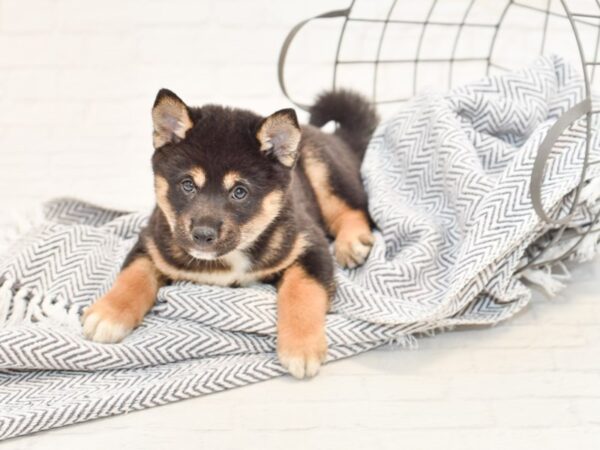 Shiba Inu-DOG-Male-Blk, White & Tan-34887-Petland Novi, Michigan