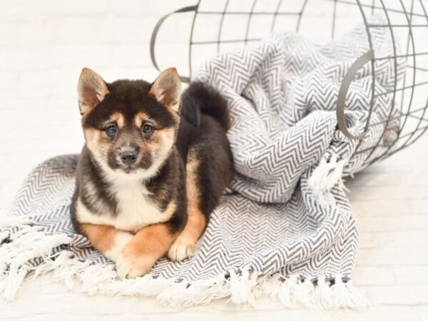 Shiba Inu-DOG-Female-Blk, White & Tan-34888-Petland Novi, Michigan