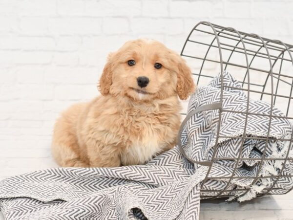 Goldendoodle DOG Male Cream 34889 Petland Novi, Michigan