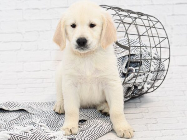 Golden Retriever-DOG-Male-Cream-34890-Petland Novi, Michigan