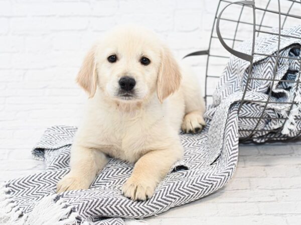 Golden Retriever-DOG-Female-Cream-34891-Petland Novi, Michigan