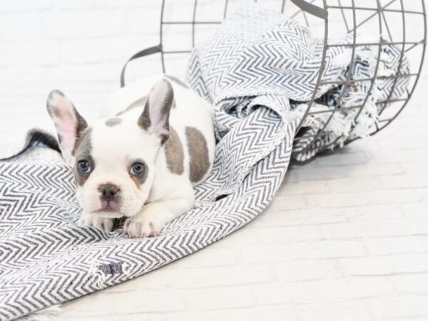French Bulldog-DOG-Male-Blue Piebald-34892-Petland Novi, Michigan