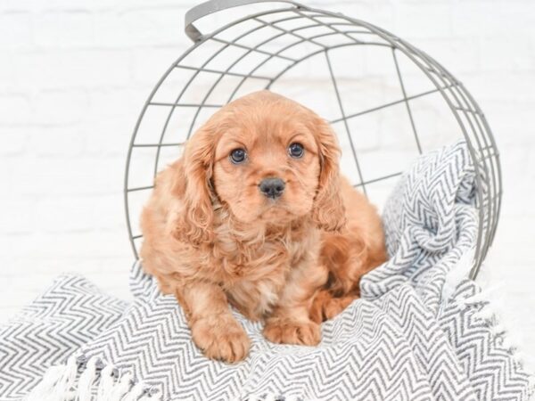 Cavalier King Charles Spaniel DOG Female Red 34893 Petland Novi, Michigan