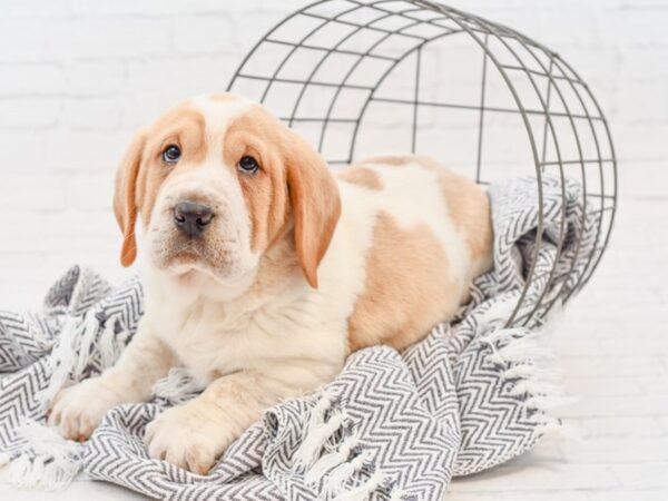 Walrus DOG Male Lemon & White 34894 Petland Novi, Michigan