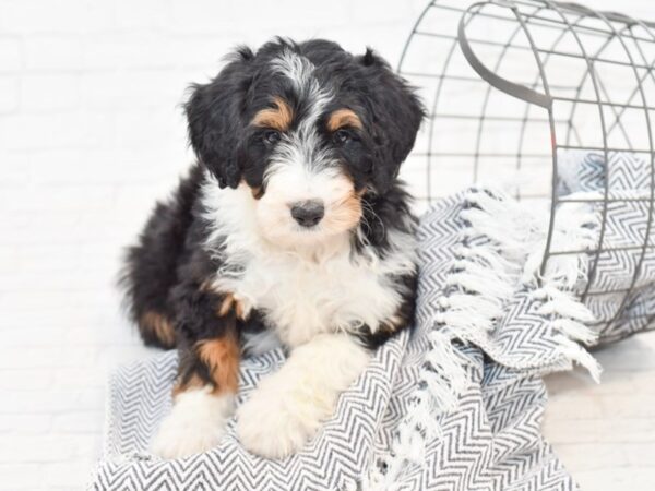 Aussie Poo-DOG-Female-Black Tri-34895-Petland Novi, Michigan