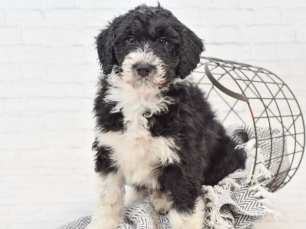 Aussie Poo DOG Male Black Tri 34896 Petland Novi, Michigan