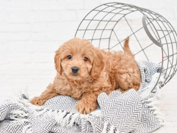 Cockadoodle DOG Female RED 34902 Petland Novi, Michigan